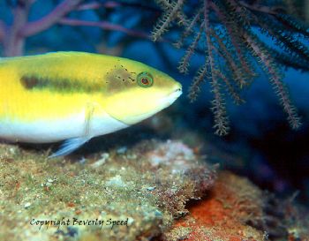 Juvenile bluehead wrasse taken in Grand Cayman with house... by Beverly Speed 